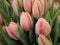 Bright sweet pale pink tulip flower bouquet 2020