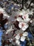 Bright sweet plum blossoms Prunus Mume blooming in springtime.