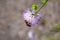 Bright tender photo of a fluffy lonely flower on which an insect sits and drinks nectar. Great for background