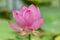 Bright tender pink dissolved lotus flower on a green background