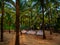 Bright tents surrounded by coconut trees for trekkers for camping near sea shore