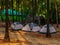 Bright tents surrounded by coconut trees for trekkers for camping near sea shore