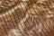 Bright texture of genuine leather close-up, embossed under skin reptile, beige brown shades, exotic reptile