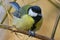 Bright tit sits on a branch in the park and looks at the photographer.