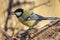 A bright tit sitting on a thin branch of a thick tree in the park and keeps food in its beak.