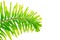 Bright tone of green foxtail palm Wodyetia bifurcata leaf isolated on white background.