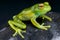 Bright tree frog / Boophis albipunctatus