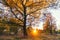 Bright tree in sunny autumn park