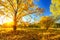 Bright tree in sunny autumn park