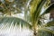 Bright tropical background and texture, palm tree closeup, holidays in warm countries