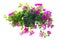 Bright tropical flowers isolated