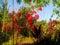 Bright tropical flowers moving in the wind.