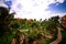 Bright Tropical Green Palm Trees in Bright Summer Landscape