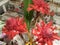 Bright tropical orange torch ginger flowers Etlingera elatior in a vase with a calico cat