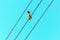 Bright tropical yellow bird with black head on the wires. Black-headed oriole, Oriolus xanthornus ceylonensis