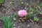 Bright tulip blooms in the flowerbed in spring