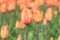 Bright tulip close-up on a blurred background