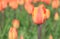 Bright tulip close-up on a blurred background