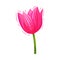 Bright Tulip Flower Bud on Bended Stem Isolated on White Background Vector Illustration