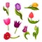 Bright Tulip Flowers with Large Buds and Green Pointed Leaves or Blades Vector Illustration