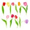 Bright Tulip Flowers with Large Buds and Green Pointed Leaves or Blades Vector Illustration