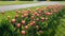 Bright tulip flowers in the park