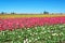 Bright Tulip Landscape
