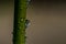 Bright tulip stem with raindrops in spring garden