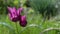 Bright tulips in the rain in the garden.