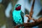 Bright turqouise-blue spangled cotinga male sitting on a branch