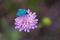 Bright turquoise butterfly Adscita statices on a pink flower.