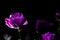 Bright and unusual tulips on a monophonic black background. Night photographing in a garden with flowers.