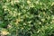Bright variegated needles with white tips Cossack juniper Juniperus sabina Variegata decorates any garden