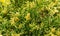Bright variegated needles with white tips Cossack juniper Juniperus sabina Variegata decorates any garden