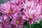 Bright variegated white-pink chrysanthemums close-up. Selective focus