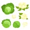 Bright vector illustration of colorful cauliflower, cabbage.