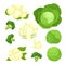 Bright vector illustration of colorful cauliflower, cabbage, broccoli.