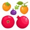 Bright vector set of colorful persimmon, figs, pomegranate.
