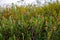 Bright vegetation in the swamp in autumn