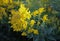 Bright velvety mass Goldenrod flowers