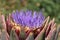 Bright Very-Peri Purple Seasonal Artichoke Vegetable in flower Photographed against Green Background. Summer colourful Vegetable