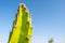 Bright vibrant close up of a Cactus thorny green branch with blue sky copy space