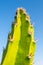 Bright vibrant close up of a Cactus thorny green branch with blue sky copy space portrait