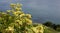 Bright, vibrant flowers along the shoreline of Guernsey, Channel Islands