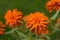 Bright vibrant Marigold flowers