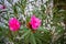 Bright and vibrant pink flower. Thick green leaves in background.