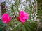 Bright and vibrant pink flower. Thick green leaves in background.