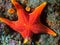 Bright vibrant starfish