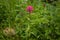 A bright vibrant wildflower in the Colorado mountains