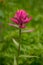 A bright vibrant wildflower in the Colorado mountains